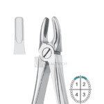 Upper Incisors & Canines
