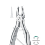 Klein Upper Incisors