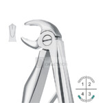 Klein Lower Molar