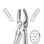 Upper Molars, Left Extracting Forceps