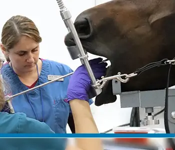 Large Animal Veterinary Instruments