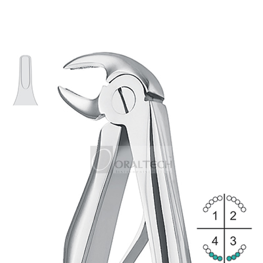 Klein Lower Incisors