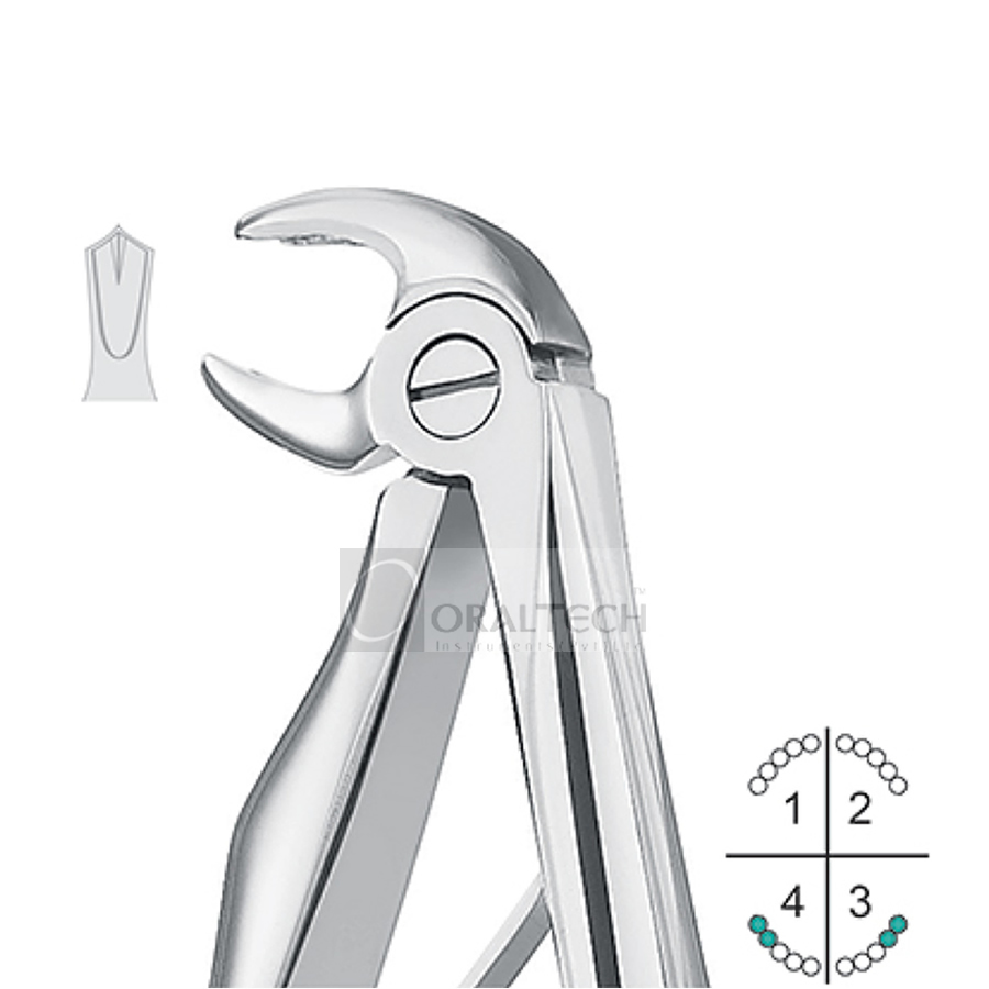 Klein Lower Molar
